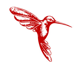 hummingbird vector illustration © ZA Qazi