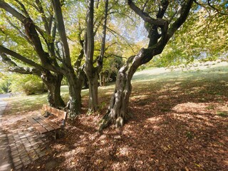 Fototapeta premium Mature beech trees with twisted trunks casting shade along bench on sunlit path