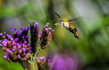 A coffee clearwing hawk moth hovering in the air, sipping nectar from little purple flowers with its long proboscis © Yf