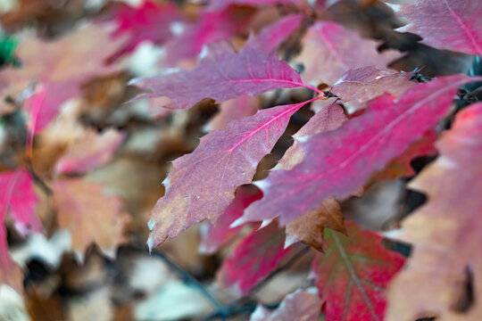 Vivid crimson red oak Quercus rubra leaves with pointed lobes filling frame, soft bokeh fallen leaves below, rich autumn foliage background for seasonal design, banner, nature photography