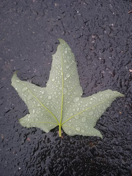 Hoja y lluvia