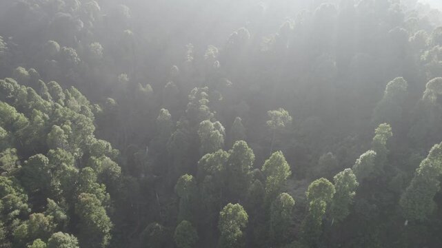 Aerial View of Lush Green Forest with Sun Rays Piercing Through Morning Mist and Fog at Ciwidey Bandung, West Java