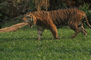 Fototapeta premium A side view of a sumatran tiger walking alone through the undergrowth during the day while yawning