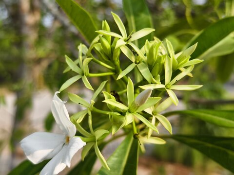 Cerbera odollam flowers that have fallen