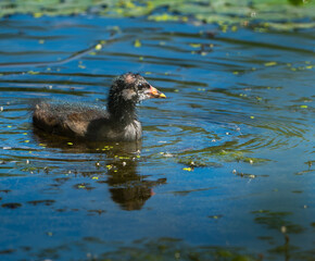 Moorhen chick swimming in pond © Xalanx
