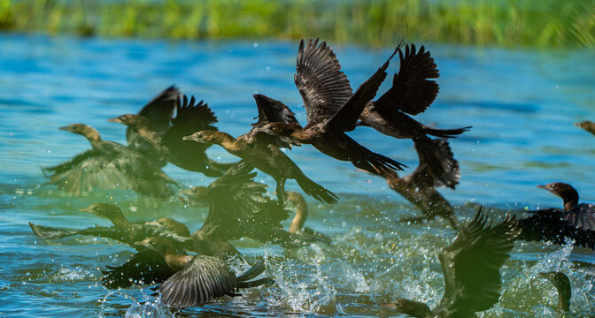 Pygmy cormorant flock taking off