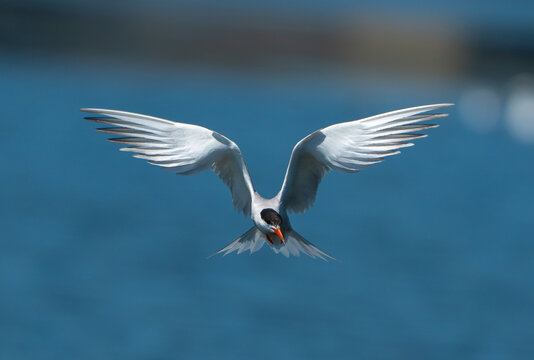 Common tern hovering over water