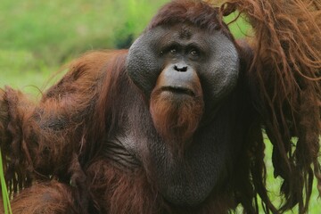 The surprised expression of an adult Bornean orangutan during the day in an open area © Pitokung