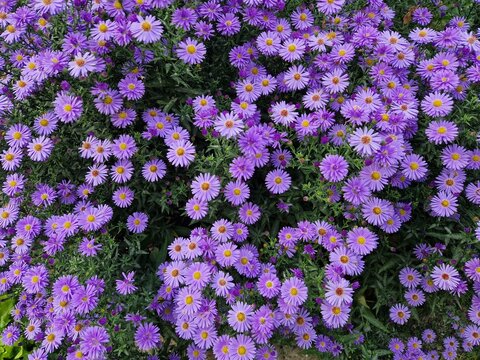 Violette Aster