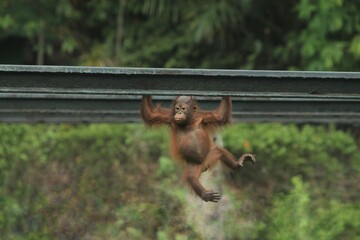 A little orangutan hangs from an iron pole at a zoo during the day, gazing straight ahead © Pitokung