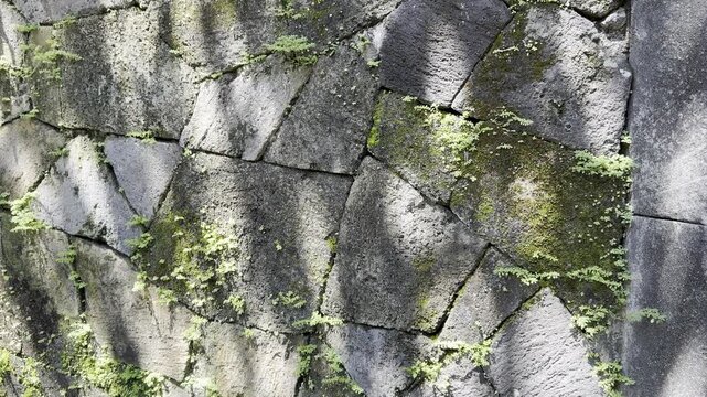 Abstract tree shadows and soft reflected light move across a moss-covered old stone wall with tiny wild plants, creating a tactile organic texture with weathered masonry and natural daylight.