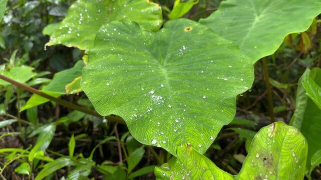 Close up of vibrant green taro leaves covered in fresh raindrops inside a lush tropical rainforest.