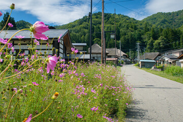 日本の茅葺き屋根の古民家とコスモスののどかな風景-福島県南会津町　前沢曲家集落   © KATO Japan Trip