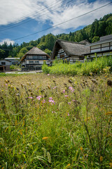 日本の茅葺き屋根の古民家とコスモスののどかな風景-福島県南会津町　前沢曲家集落   © KATO Japan Trip