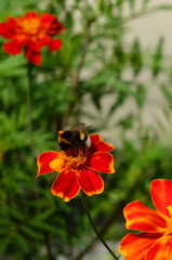 Honey bee collecting nectar from a bright orange marigold flower.Nature, bee , insects, flowers polinators. © Mariana