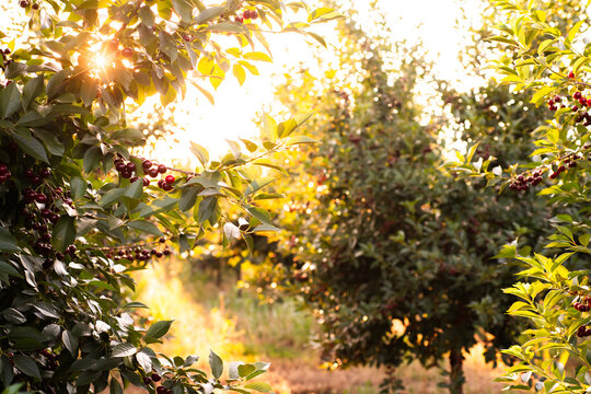 Sour cherry farm in an orchard.