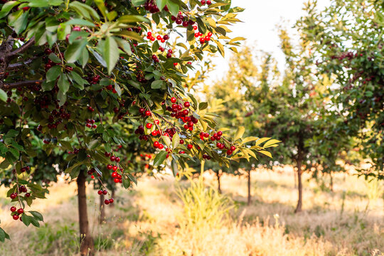 Fresh ripe sour cherry hanging on cherry tree