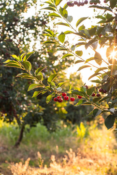 Cluster of dark ripe cherries hanging from tree branch