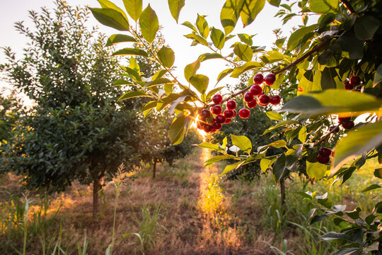 Sour cherry farm in an orchard close up