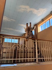 giraffe © Oksana