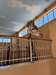 giraffe © Oksana