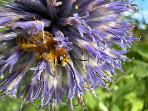 Anthophora bimaculata on Echinops bannaticus &mdash; Green‑eyed Flower Bee on Blue Globe Thistle