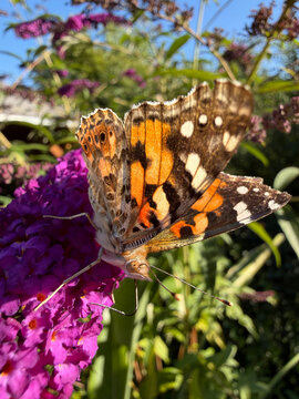 macro of painted lady butterfly or Vanessa carui on purple flower drinking nectar