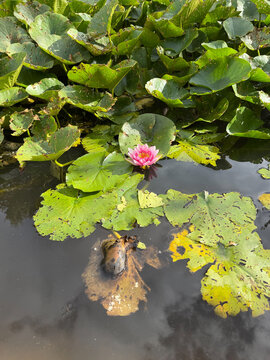 A vibrant pink water lily (Nymphaea sp.) floats serenely in a pond surrounded by large green leaves