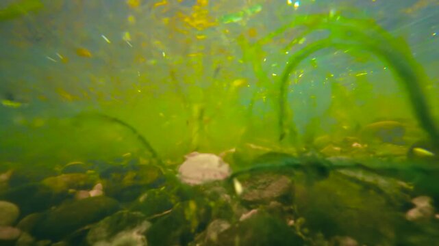Underwater mountain stream with green water, stones and drifting leaves. Rocky creek bed beneath shallow flowing current and sunlight. Freshwater nature footage with submerged rocks, debris and