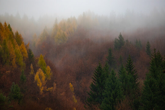 Beautiful mountain landscape in fall with colorful trees and white fog , aerial view. Misty forest