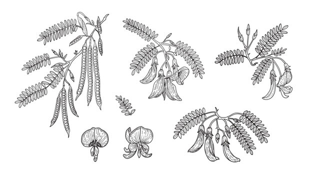 Hand drawn line art clipart set of sesbania grandiflora flowers and pods isolated on white background