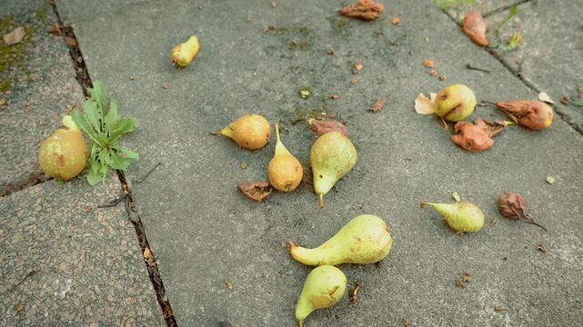 Fallen pears scattered across weathered concrete garden path among weeds and decomposed fruit remains. Ripe and damaged orchard produce on backyard pavement after seasonal fruit drop. Autumn harvest