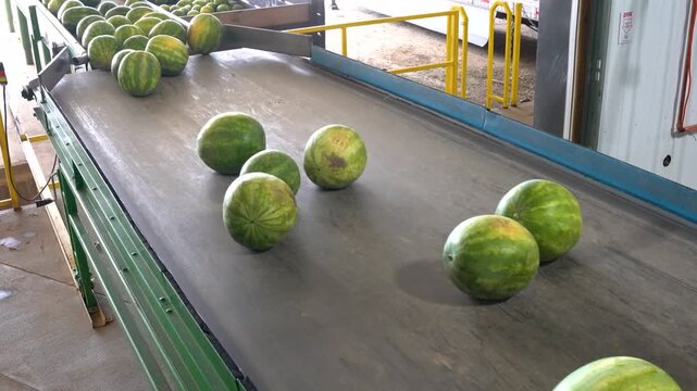 Watermelons rolling down a wide conveyor belt into a packing facility. 4K UHD stock footage.