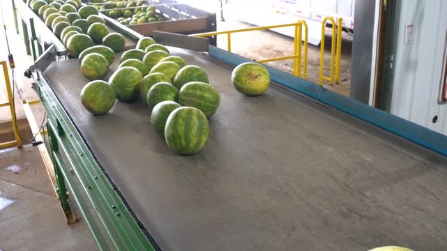 Watermelons rolling down an inclined conveyor at a packing plant. 4K UHD stock footage.