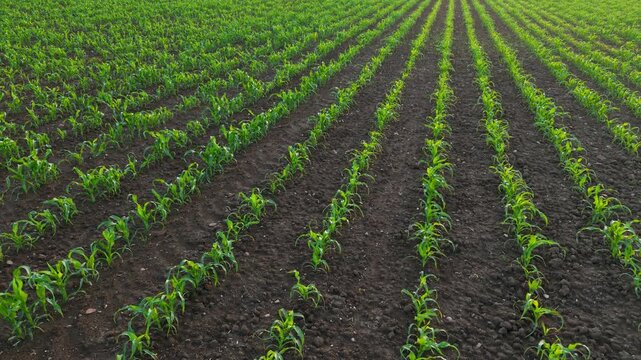 Maize seedlings planted in structured rows across productive farmland. Green corn plants emerging from cultivated soil with consistent spacing between crops. Commercial agriculture and sustainable