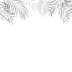 Fototapeta premium Tropical palm leaf shadow overlay on a transparent background. Top border palm leaf shadow effect, summer decorations, beach concepts, seasonal artwork, invitations, and visual compositions