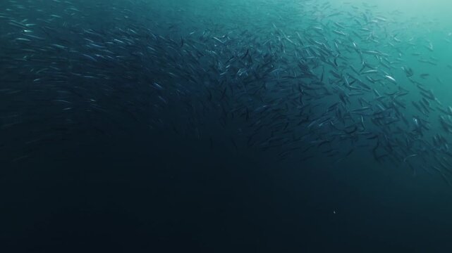 A massive swirling bait ball of sardines moves through the deep blue waters of South Africa, forming a dense shimmering cloud of silver fish that twist and flow together in a mesmerizing underwater