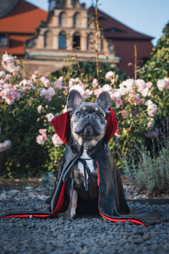 A French bulldog dressed as Count Dracula, with a castle in the background.