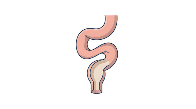 Human Intestine Anatomy Illustration for Medical Education and Healthcare Presentations