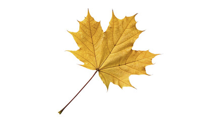 Single dry autumn yellow maple leaf with stem isolated on transparent background © Jack