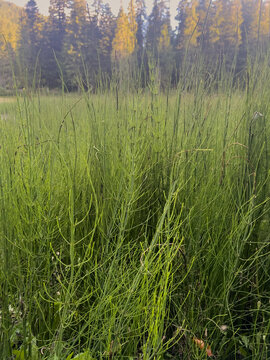 Green horsetail plants growing in natural forest meadow