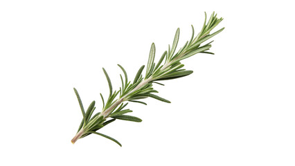 Fresh green rosemary sprig aromatic culinary herb isolated on transparent background © Jack