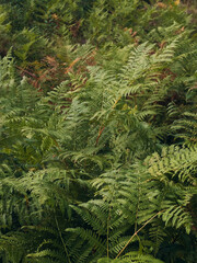 Green fern leaves creating natural pattern background © Iryna