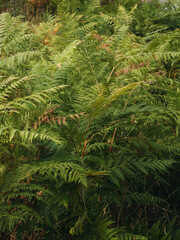 Green fern leaves creating natural forest background © Iryna
