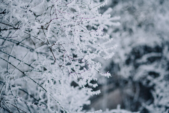 Winter tree branches covered in delicate hoarfrost