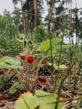 Wild strawberry growing in forest ground