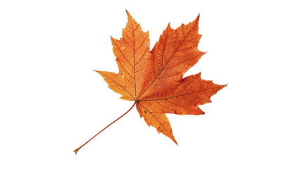 Single dry autumn orange maple leaf with stem isolated on transparent background © Jack