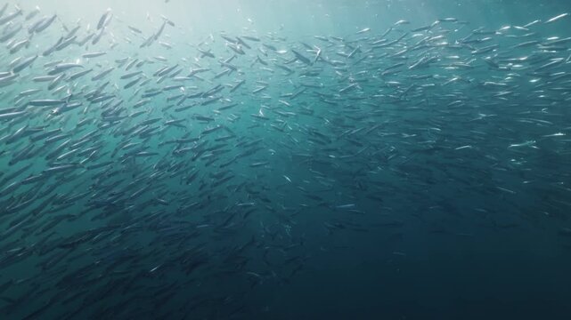 A massive swirling bait ball of sardines moves through the deep blue waters of South Africa, forming a dense shimmering cloud of silver fish that twist and flow together in a mesmerizing underwater