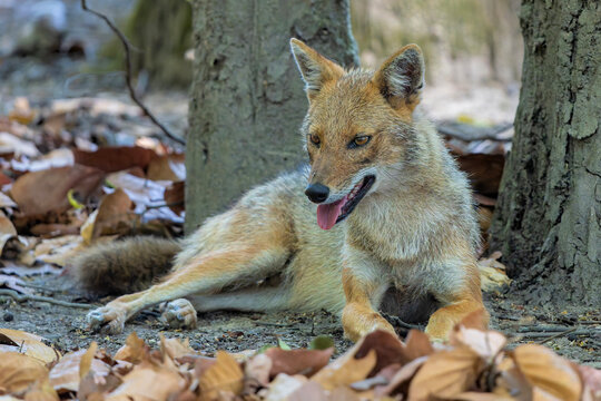 Golden Jackal, Comman jackal or Indian jackall (Canis aureus) around in Kanha National Park in India