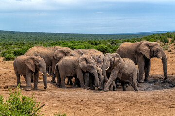 Fototapeta premium Elephants moving around for food and water in Addo Elephant National Park in South Africa